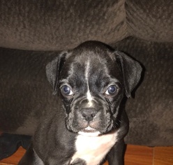 Boxer Litter for sale in STERLING HEIGHTS, MI, USA