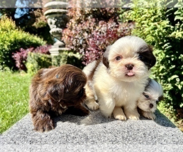 Medium Photo #1 Shih Tzu Puppy For Sale in HAYWARD, CA, USA