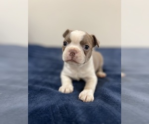 Boston Terrier Litter for sale in MADERA, CA, USA