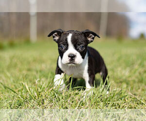 Medium Boston Terrier