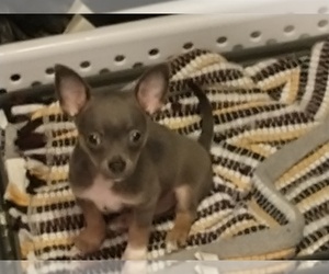 Chihuahua Litter for sale in SARDIS, GA, USA