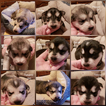 Small Photo #1 Alaskan Malamute Puppy For Sale in HARRISON, ME, USA