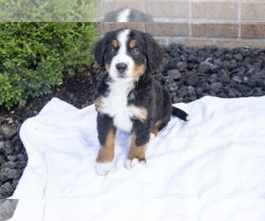 Bernese Mountain Dog Litter for sale in MILLERSBURG, OH, USA