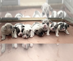 French Bulldog Litter for sale in TEMPLETON, CA, USA