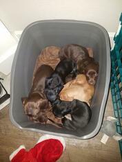 Dachshund Litter for sale in CORNELIUS, OR, USA