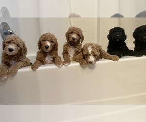 Goldendoodle Litter for sale in WEBB CITY, MO, USA