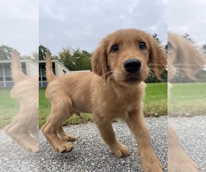 Golden Retriever Litter for sale in WORCESTER, MA, USA