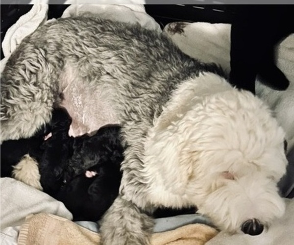 Medium Photo #1 Sheepadoodle Puppy For Sale in MERIDIAN, MS, USA