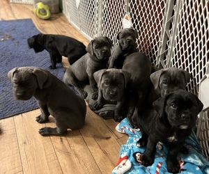 Cane Corso Litter for sale in RURAL HALL, NC, USA