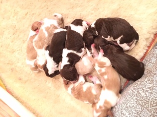 Brittany Litter for sale in GRANDVIEW, MO, USA