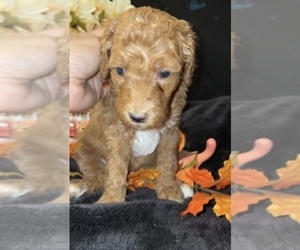 Goldendoodle Litter for sale in STKN, CA, USA