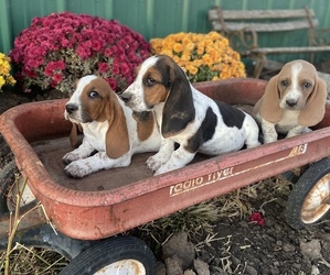 Basset Hound Litter for sale in WORTH, MO, USA