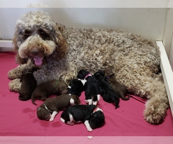 Medium Photo #1 Labradoodle Puppy For Sale in WASH, NC, USA