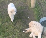 Small Photo #1 Great Pyrenees Puppy For Sale in VERNONIA, OR, USA