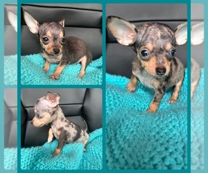 Chihuahua Litter for sale in SAINT AUGUSTINE, FL, USA