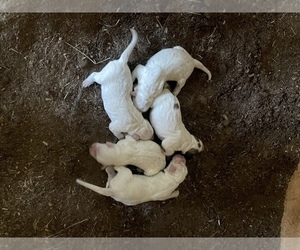 Great Pyrenees Litter for sale in ROYSE CITY, TX, USA