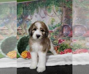 F2 Aussiedoodle Litter for sale in NUEVO, CA, USA