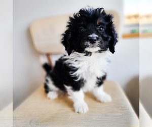 Miniature Bernedoodle Litter for sale in WAGENER, SC, USA