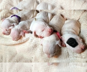 Dogo Argentino Litter for sale in INDIAN HEAD, MD, USA