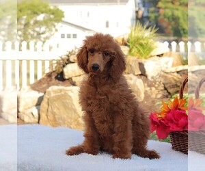 Poodle (Standard) Litter for sale in GAP, PA, USA