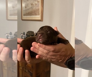 Australian Cattle Dog-Labrador Retriever Mix Litter for sale in HEMINGWAY, SC, USA