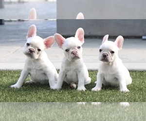 French Bulldog Litter for sale in CORONA, CA, USA