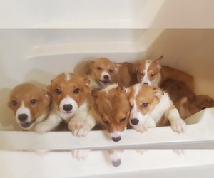 Pembroke Welsh Corgi Litter for sale in KINGMAN, AZ, USA