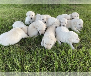 Labrador Retriever Litter for sale in STANLEY, NY, USA