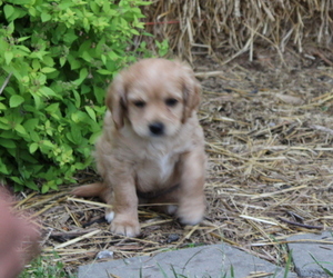 Cavapoo Litter for sale in MEMPHIS, MO, USA