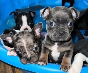 Faux Frenchbo Bulldog-Unknown Mix Litter for sale in NEWARK, DE, USA