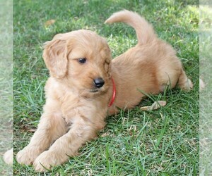 Goldendoodle Litter for sale in PLACERVILLE, CA, USA
