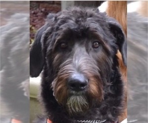 Irish Wolfhound-Poodle (Standard) Mix Litter for sale in BENTON HARBOR, MI, USA