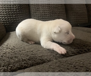 Great Pyrenees-Schnauzer (Giant) Mix Litter for sale in ALTON, MO, USA