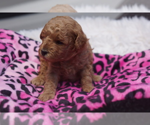 Poodle (Toy) Litter for sale in BRANDON, FL, USA