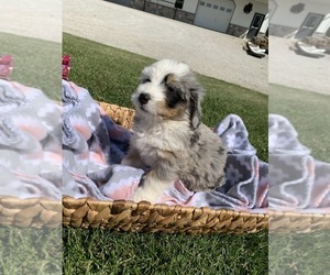 Bernedoodle Litter for sale in GREENWOOD, IN, USA