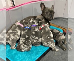 French Bulldog Litter for sale in KANSAS CITY, MO, USA