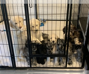 Poodle (Standard) Litter for sale in PLANT CITY, FL, USA
