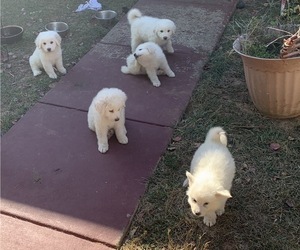 Great Pyrenees Litter for sale in SPRINGFIELD, MO, USA
