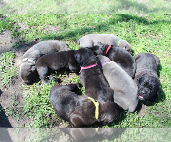Medium Photo #1 Cane Corso Puppy For Sale in JUNCTION CITY, KS, USA