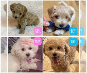 Maltipoo Litter for sale in WEST PALM BEACH, FL, USA