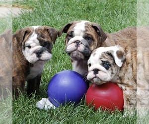 Bulldog Litter for sale in NORCO, CA, USA
