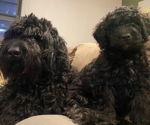 Bernedoodle-Schnoodle (Giant) Mix Litter for sale in CONIFER, CO, USA