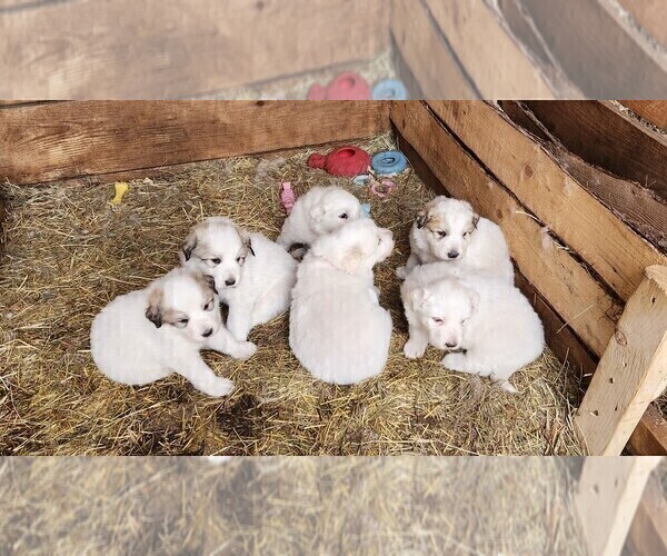 Medium Photo #1 Great Pyrenees Puppy For Sale in CROSBY, MN, USA