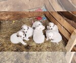 Small Photo #1 Great Pyrenees Puppy For Sale in CROSBY, MN, USA