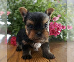 Small Photo #1 Yorkshire Terrier Puppy For Sale in NAPPANEE, IN, USA