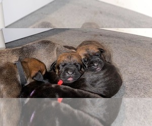 Cane Corso Litter for sale in MARTINSVILLE, IN, USA