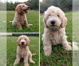 Goldendoodle Litter for sale in PAULINE, SC, USA