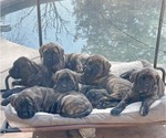 Small Photo #1 Mastiff Puppy For Sale in OAKDALE, CA, USA