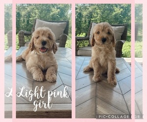 Goldendoodle Litter for sale in HARRIMAN, TN, USA