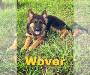 German Shepherd Dog Litter for sale in WEBBERVILLE, TX, USA
